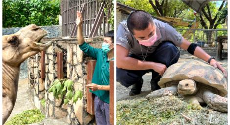 父愛滿滿！壽山動物園歡慶父親節　「動物爸比」展現鐵漢柔情