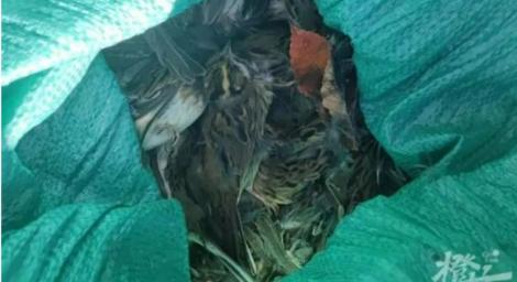 超殘忍！他捕近1000隻鳥　目的竟是為了「涮涮鍋」