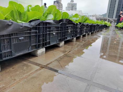 擺脫疫情影響  頂上銀髮開心農場再現風采