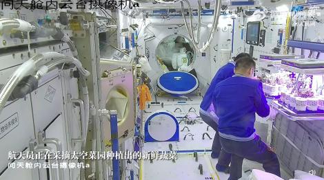 太空菜園收菜了！太空員「無重力飄浮」邊摘邊吃太開心