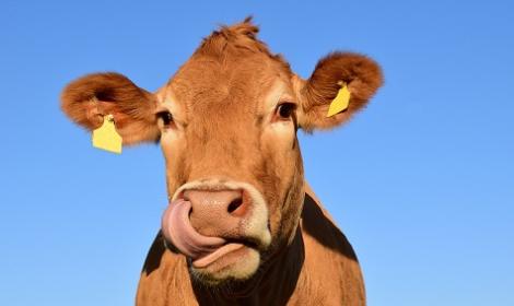 笑死！賣亞錦賽中韓戰門票「多送幾塊雞胸」　被認定賣黃牛