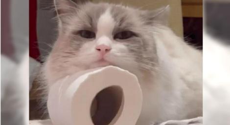 主人生寶寶！愛貓覺得「失寵」竟自殘　醫：牠患憂鬱症