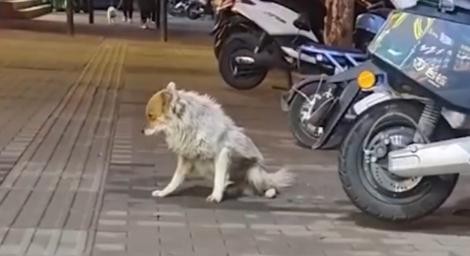 主人去世2年！忠犬不肯離開「狂扒鐵門」滿滿爪痕　結局曝光太催淚